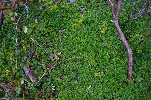 Agrícola En Venta En Hualaihue
