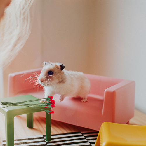 6 Piezas De Adornos Para Minicámaras Con Forma De Capullos D