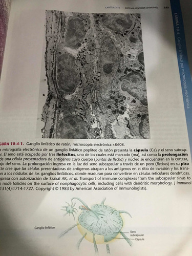 Gartner & Hiatt Histología. Atlas En Color Y Texto de Gartner, L. Editorial Wolters Kluwer Tapa Blanda Edición 1 en Español 2023