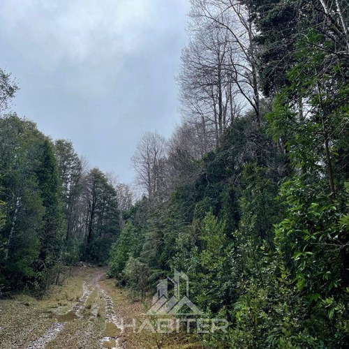 Campo De Bosque Nativo. Cercano A Parque Alerce Costero