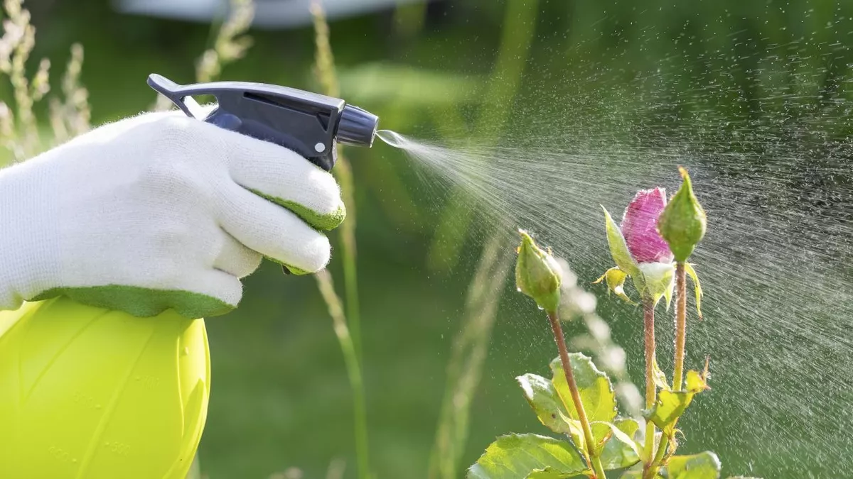 Insecticidas y fungicidas