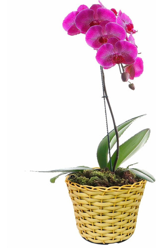 Vaso Cachepot Orquidea Pote 20 Fibras Sintetica Kit C/ 5