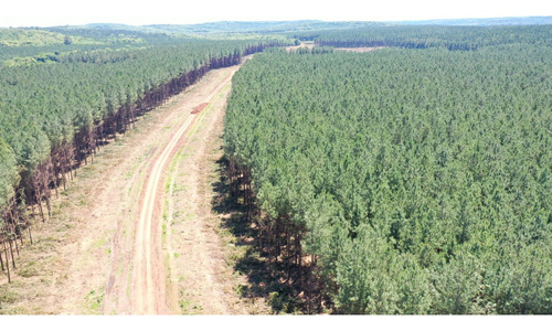 Chacra De 206 Hectareas  En Concepcion Con Pino Misiones Ideal Para Inversion