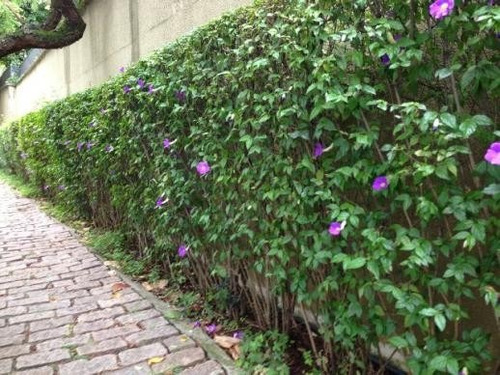 Imagem 3 de 6 de Muda Thunbergia Erecta Azul - Manto De Rei - Jardim Ou Vaso.