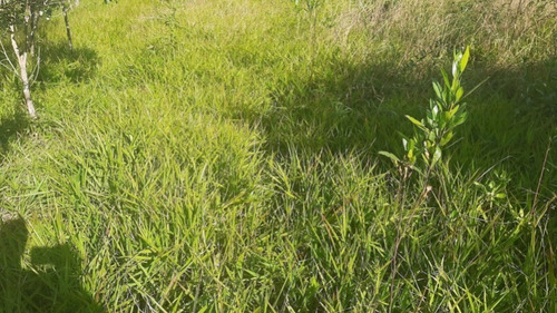 Imagem 4 de 27 de Fazenda Com 377 Tarefas Em Morro Do Chapéu - Bahia - Afd015 - 70334233