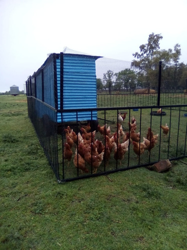 Imagen 3 de 3 de Malla Antipájaros Avicola Porcino Gallinero Rollos De 2x100