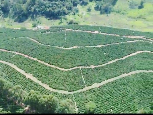 Imagem 13 de 15 de Fazenda, Para Venda Em Fervedouro/mg - Coffeefarm730
