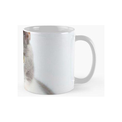 Taza Gato Lindo Gato Gatito, Copas777 Calidad Premium