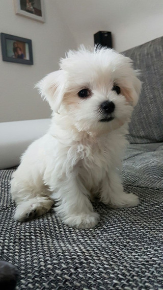 Cuanto Cuesta Perro Bichon Maltes Mini En Estados Unidos Mercadolibre Com Mx Cuanto Cuesta Perro Bichon Maltes Mini En Estados Unidos Mercadolibre Com Mx