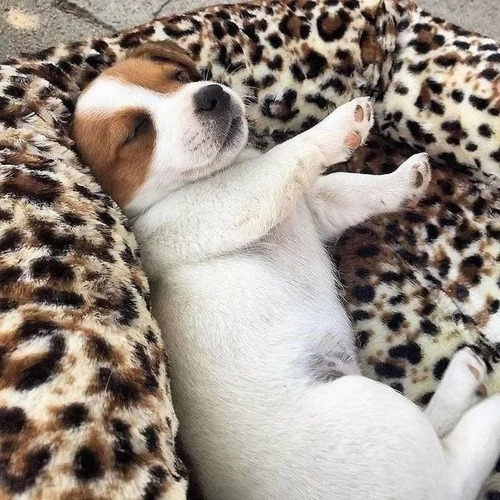 Jack Russell 43 Tricolor