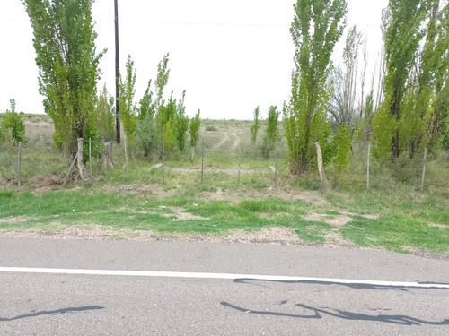 Imagen 23 de 28 de Vendo/permuto Finca Apto Todo Destino (viña, Cultivos Grales Y Ademas Cannabis Medicinal) O Loteo Club De Campo -alto Del Algarrobal-san Rafael -mendoza Sobre Rn 146 Km 376.1