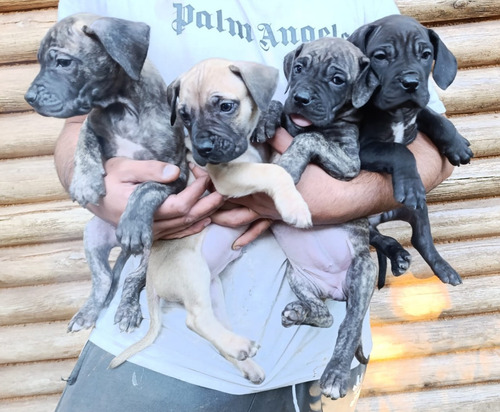 Venta De Cachorros Presa Canario
