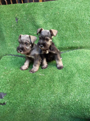 Schnauzer Realmente Minis