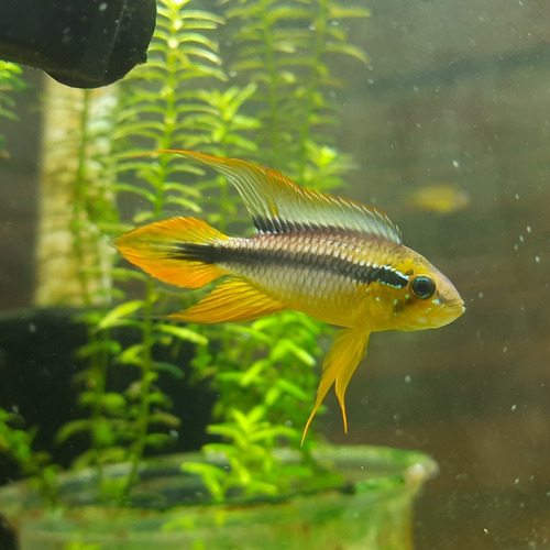 Apistogramma Agassizii 