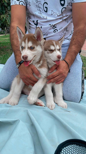 Husky Siberiano Manto Rojo 100% Puro Con Certificado