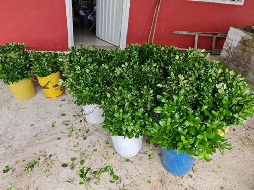 Imagen 8 de 14 de Finca En Cachipay Cundinamarca