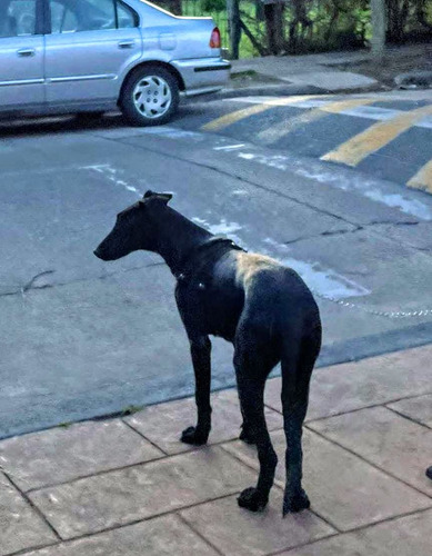 Galgo Cachorrón, Super Alto, Bello Y Esbelto, Adopción.