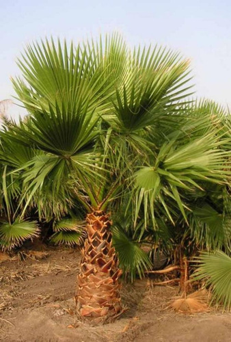 20 Semillas Palma Mexicana Wachintonia, Washingtonia Robusta