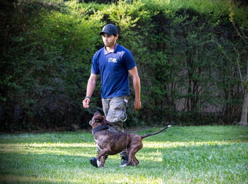 Adiestramiento Canino Zona Oeste