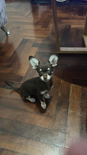 Chihuahua Ruso, Servicio De Macho