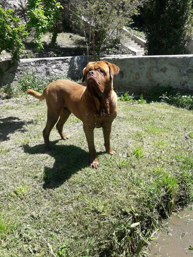 Imagen 2 de 5 de Dogo De Burdeo Servicio