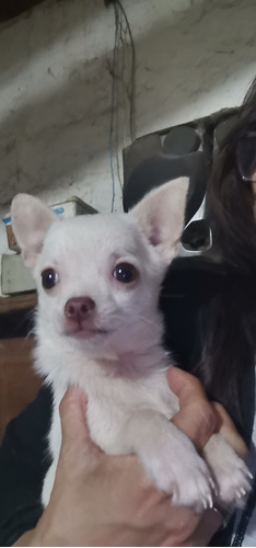 Chihuahua Mini Cabeza De Manzana. Nacido El 5 De Agosto.