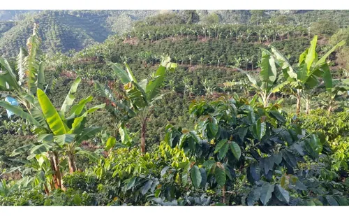 Vendo Finca Cafetera 47 Cuadras Por El Trebol Chinchina