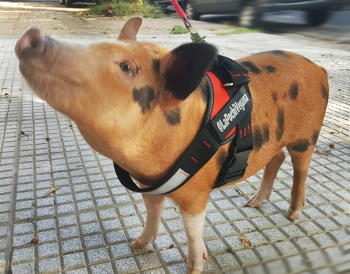 Imagen 7 de 7 de Arnes Pretal Acolchado Y Cinturón Seguridad Para Perros