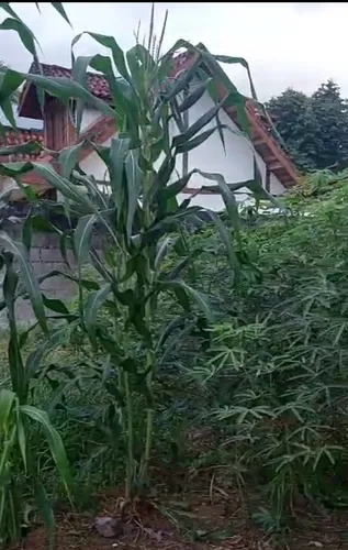 Terreno Plano, Pronto Para Construir!