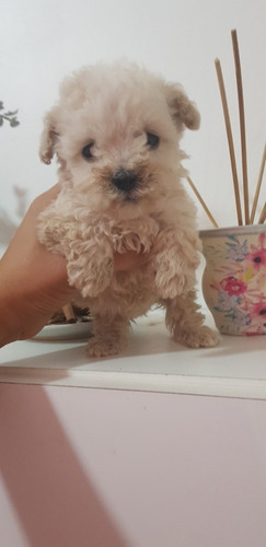 Caniche Mini