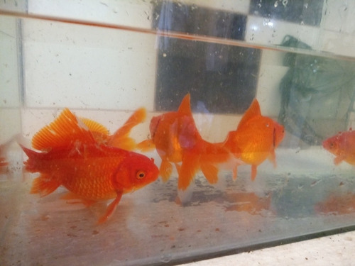Golfish 13 Cm Peces Agua Fria Directo Criadero