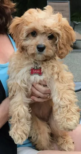 French Poodle Mini Toy Guadalajara