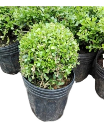 Planta Buxus Topiario Bocha