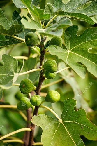 Imagem 4 de 5 de Muda De Figo Roxo Já Produzindo Frutos
