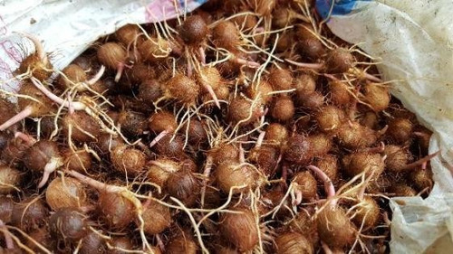Semente De Açai Anão 600 Unidades