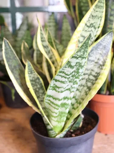 Plantas Lengua De Suegra