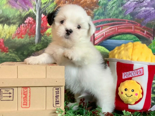 Hermosos Cachorros Shihtzu Machos Miniatura, De Rk Puppies!!