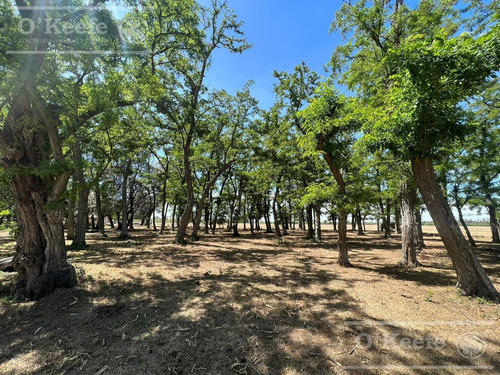 Campo En Venta De 50 Has En Carlos Keen - A 1 Hora De Caba