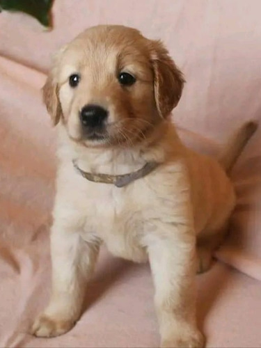 Cachorritos Golden Retriever  