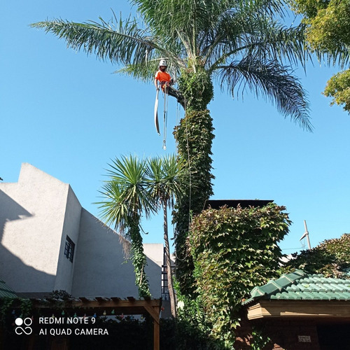Imagen 10 de 10 de Poda De Arboles, Palmeras, Extracciones De Raiz