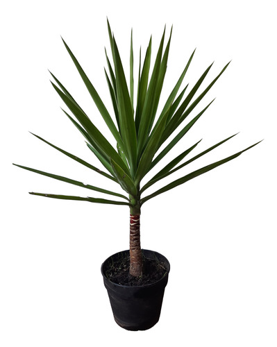 Yucca Planta Exterior Interior Con Sol Facil Cuidado Quilmes