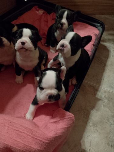 Vendo Cachorros Bulldog Francés