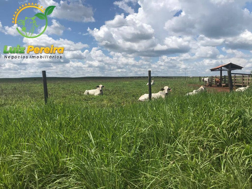 Imagem 1 de 12 de Fazenda À Venda Em Conceição Do Araguaia -pa-4.854.52 Hec. (d. Aptidão) - 2091