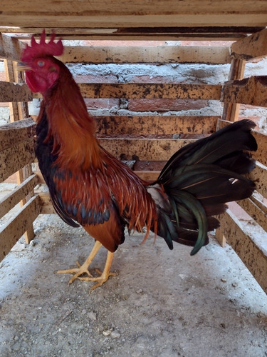Gallos