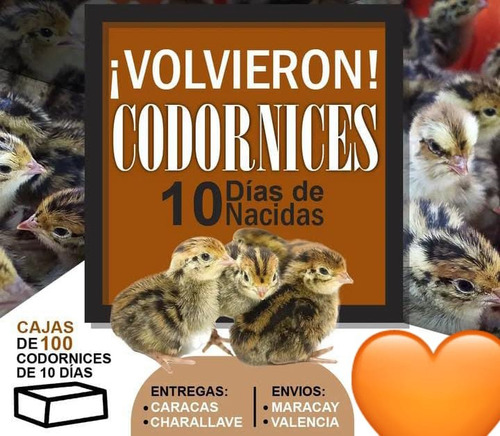 Huevos Codorniz