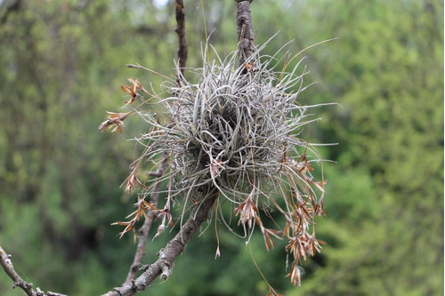 Planta Bromelia Tillandsia Recurvata (cravo Do Mato) | MercadoLivre