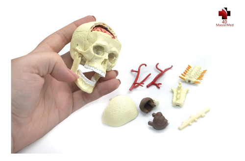Anatomia Do Crânio E Nervos Cranianos Humano - 4d Master