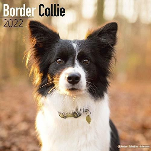 Border Collie Calendar - Border Collies Calendar -.., de MegaCalendars. Editorial Dream Publishing en inglés