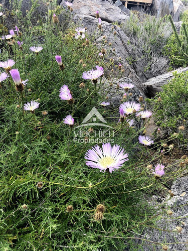 Venta Parcelas Arrayan Costero, La Serena