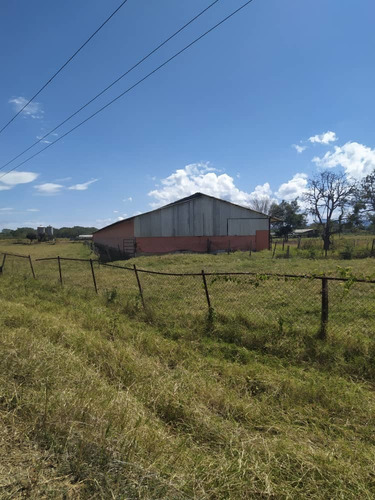 Imagen 10 de 20 de Granja De Gallinas Ponedoras Valencia Edo Carabobo
